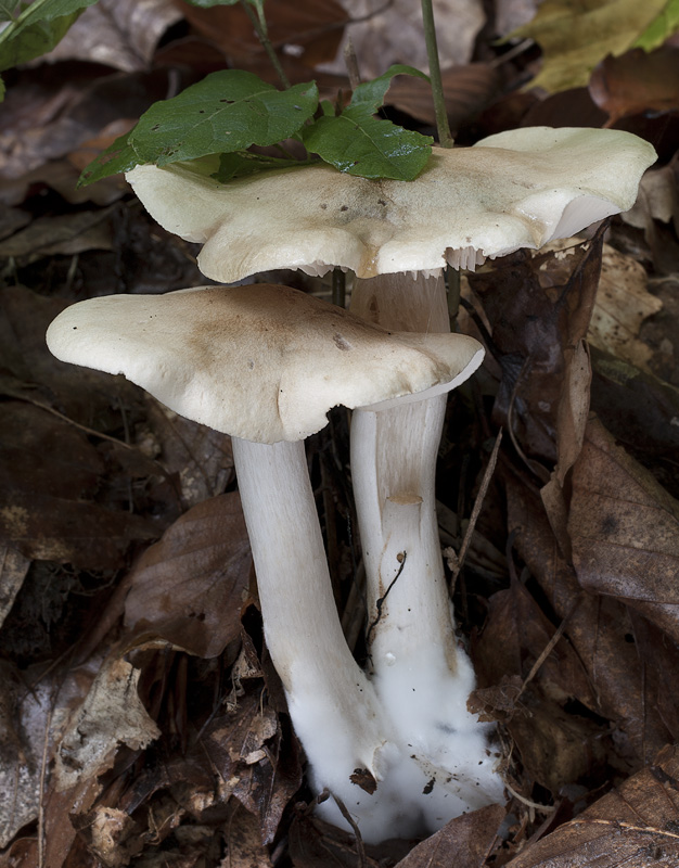 Tricholoma lascivum